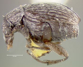 Media type: image; Entomology 25045   Aspect: habitus lateral view